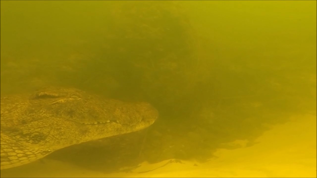 crocodile